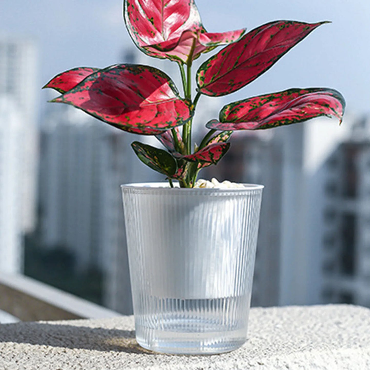 Transparent Self-Watering Planter – Modern Desktop Nursery Pot for Indoor & Outdoor Plants