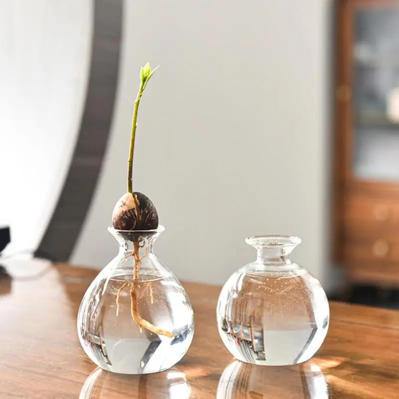 Avocado Seed Starter Vase – Elegant Glass Plant Holder for Indoor Gardening & Home Decor