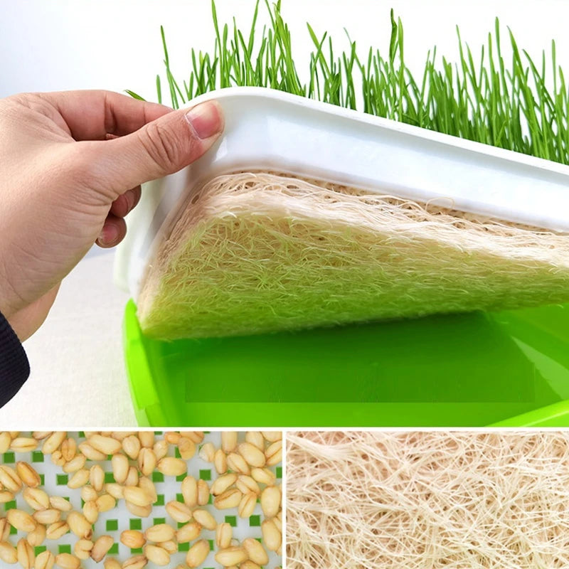 Hydroponic Sprout Dish Growing Pot – Vegetable Germination Tray with Lid | Nursery Seeding Kit