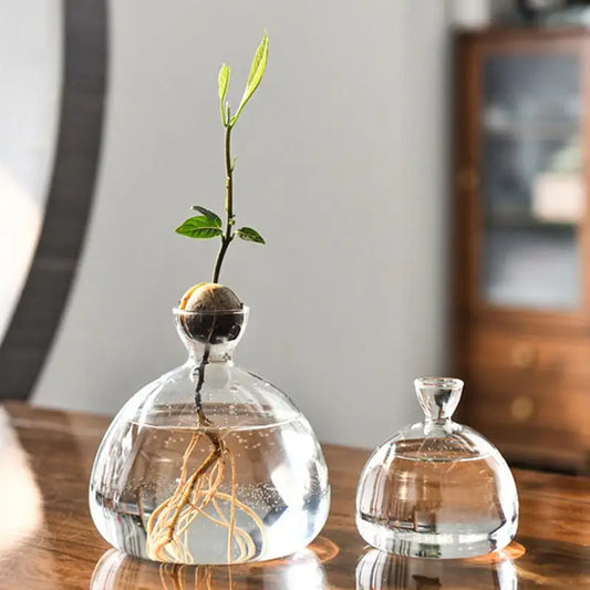 Avocado Seed Starter Vase – Elegant Glass Plant Holder for Indoor Gardening & Home Decor